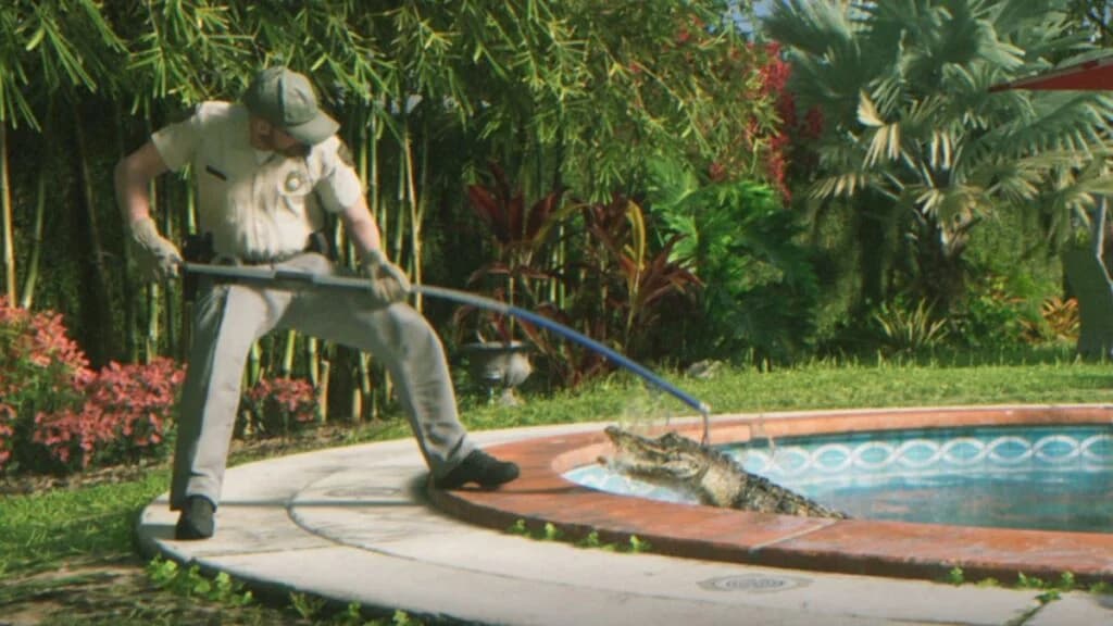 Animal control officers capturing a large alligator in a suburban swimming pool in GTA 6