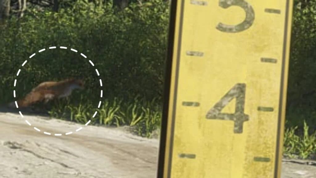 A red fox trotting along a country road at dusk in GTA 6