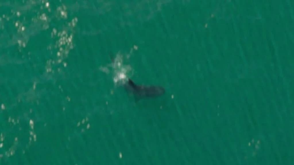 A tiger shark swimming in deep ocean waters off the coast of Vice City in GTA 6